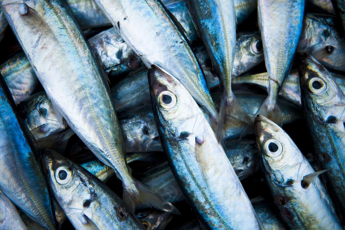 https://ru.freepik.com/free-photo/closeup-of-fresh-caught-fishes_3001880.htm#query=%D0%BA%D0%BE%D1%80%D1%8E%D1%88%D0%BA%D0%B0&position=6&from_view=search&track=sph