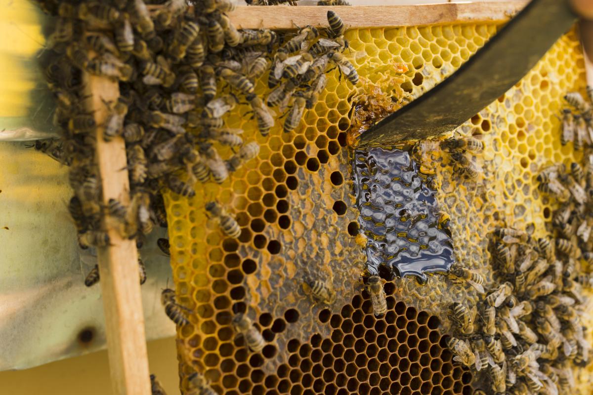 https://www.freepik.com/free-photo/honeycomb-with-bees_4540112.htm#page=4&query=%D0%BF%D1%87%D0%B5%D0%BB%D0%BE%D0%B2%D0%BE%D0%B4%D1%81%D1%82%D0%B2%D0%BE&position=1&from_view=search&track=ais