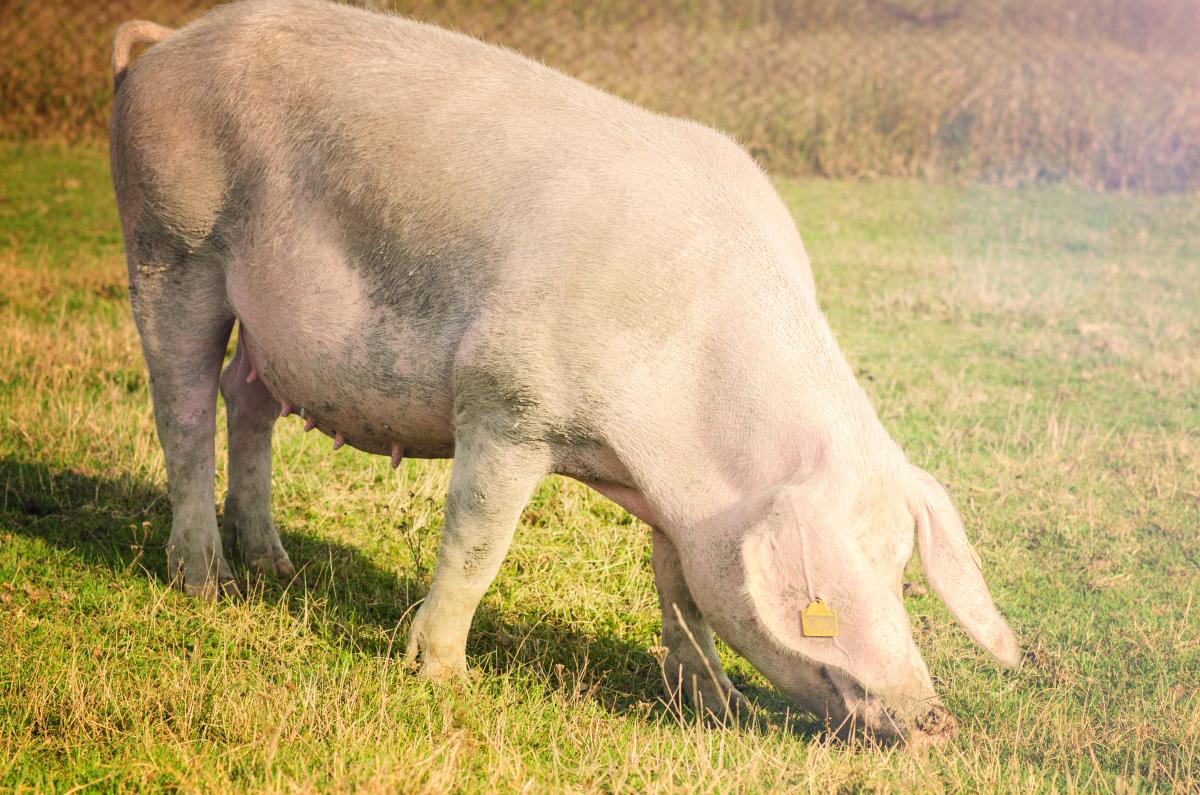 https://www.freepik.com/free-photo/pig-grazing-field_11133883.htm#query=%D1%81%D0%B2%D0%B8%D0%BD%D1%8C%D0%B8&position=47&from_view=search&track=ais#page=1&query=%D1%81&from_query=undefined&position=1&from_view=search&track=ais