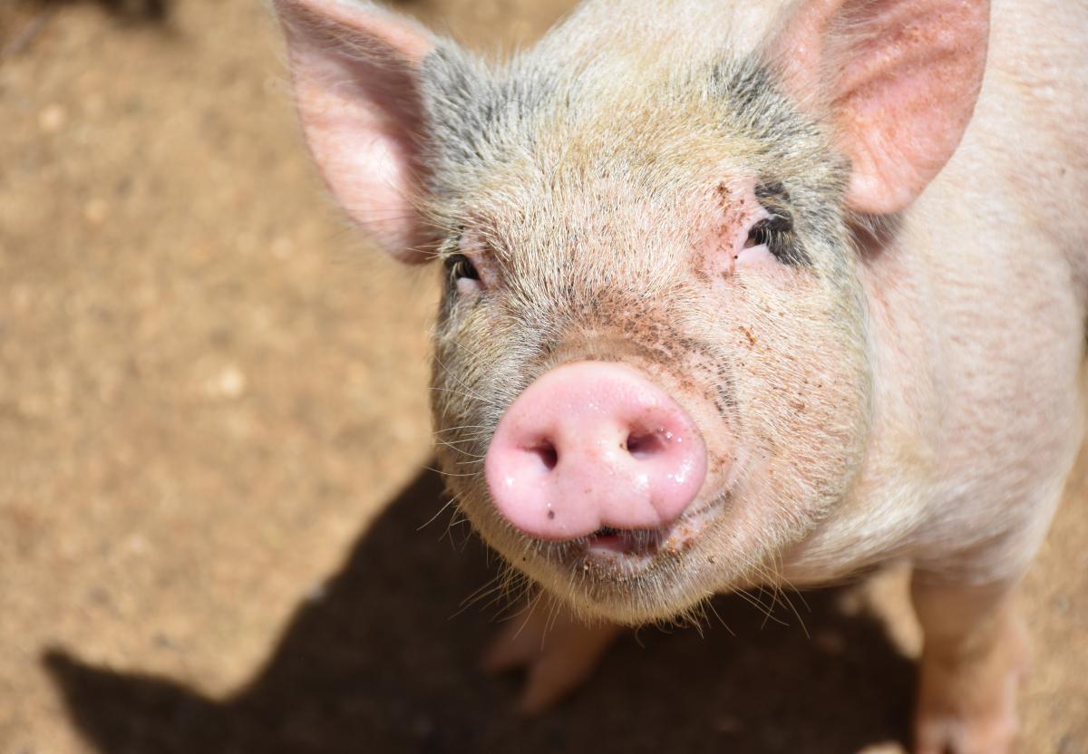 https://ru.freepik.com/free-photo/absolutely-adorable-pig-looking-up_18477250.htm#query=свинья&position=1&from_view=search&track=sph