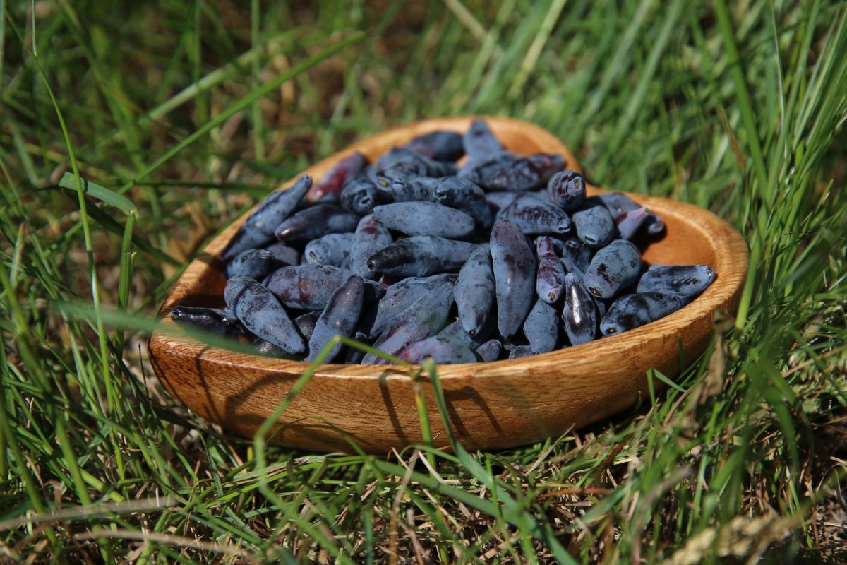 Ягоды жимолости https://ru.123rf.com/photo_148469767_black-and-blue-honeysuckle-berries-in-a-wooden-plate-on-a-background-of-green-grass.html?is_plus=1