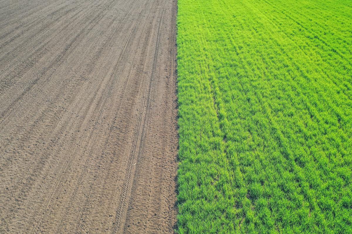 <a href="https://ru.freepik.com/free-photo/beautiful-aerial-shot-of-a-green-agricultural-field_7753613.htm?query=%D0%B7%D0%B5%D0%BC%D0%BB%D1%8F%20%D1%80%D0%BE%D1%81%D1%82%D0%BE%D0%BA%20%D0%BF%D1%88%D0%B5%D0%BD%D0%B8%D1%86%D0%B0#from_view=detail_alsolike">