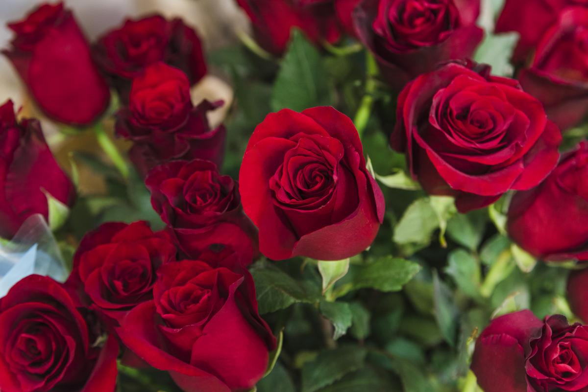 https://ru.freepik.com/free-photo/close-up-of-beautiful-red-roses-bouquet_4741295.htm#query=%D1%80%D0%BE%D0%B7%D1%8B&position=18&from_view=search&track=sph
