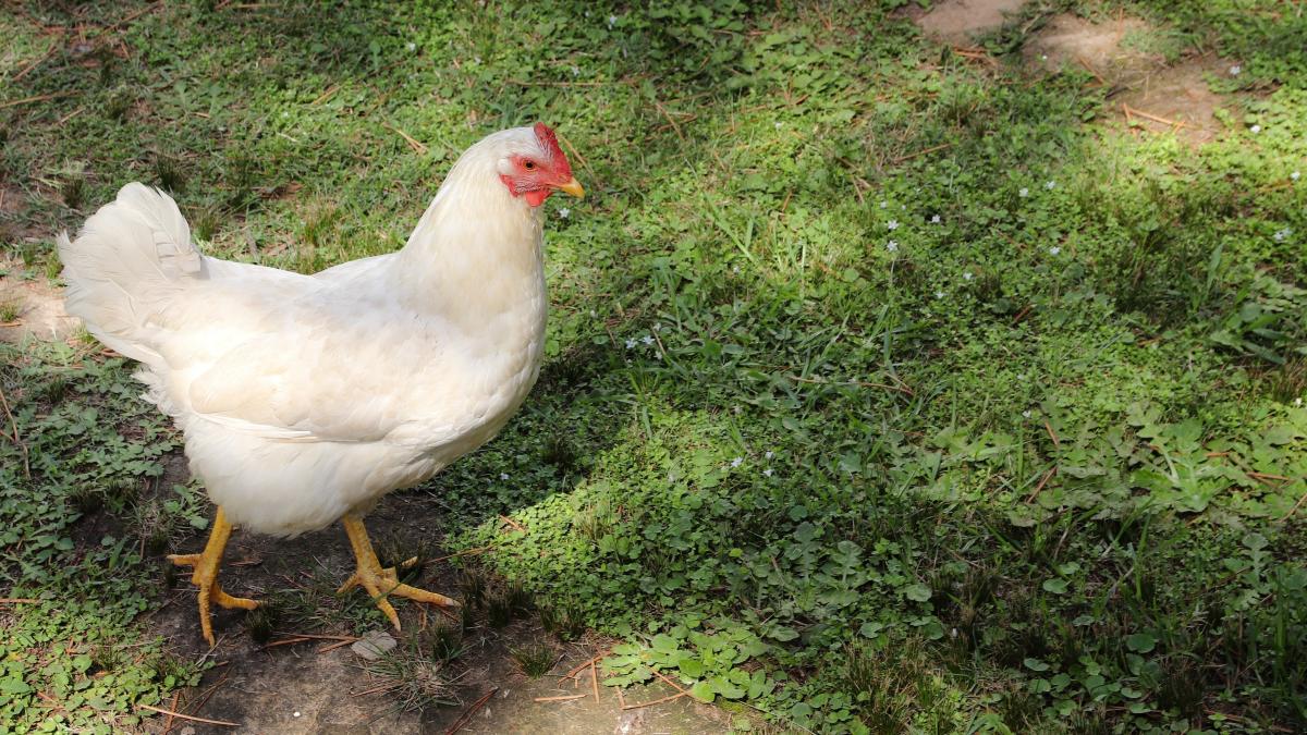 https://www.freepik.com/free-photo/closeup-shot-white-hen-walking-field_10759817.htm