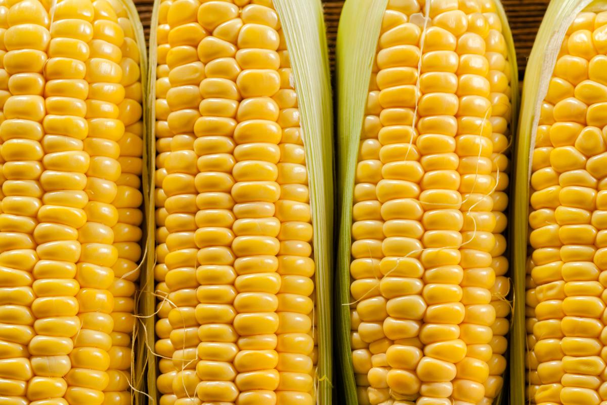 https://www.freepik.com/free-photo/corn-background_20988849.htm