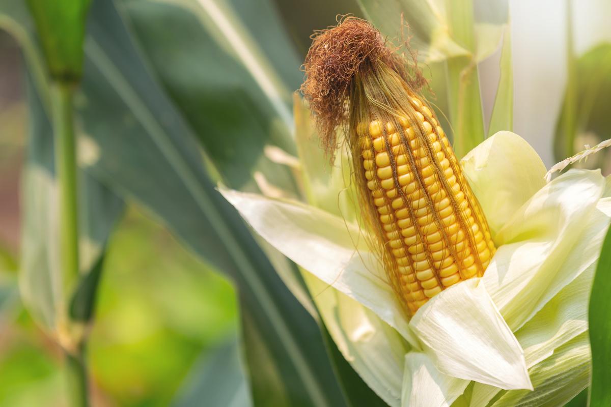 https://www.freepik.com/free-photo/corn-stalk-ready-harvest-field_7957173.htm
