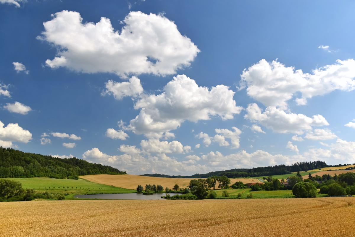 https://www.freepik.com/free-photo/corn-stalk-ready-harvest-field_7957173.htm