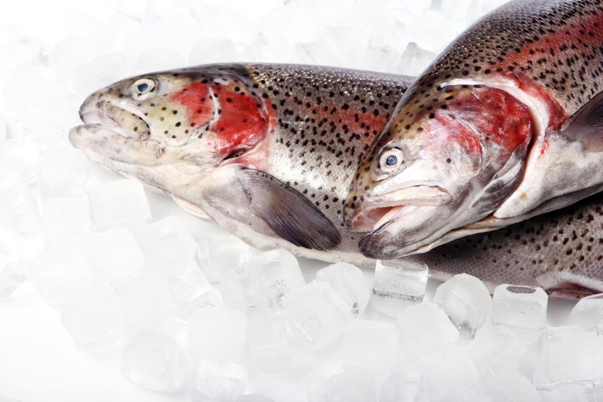 https://ru.freepik.com/free-photo/fresh-trout-on-ice-isolated-on-white_6948870.htm#page=3&query=salmon&position=48&from_view=search&track=sph