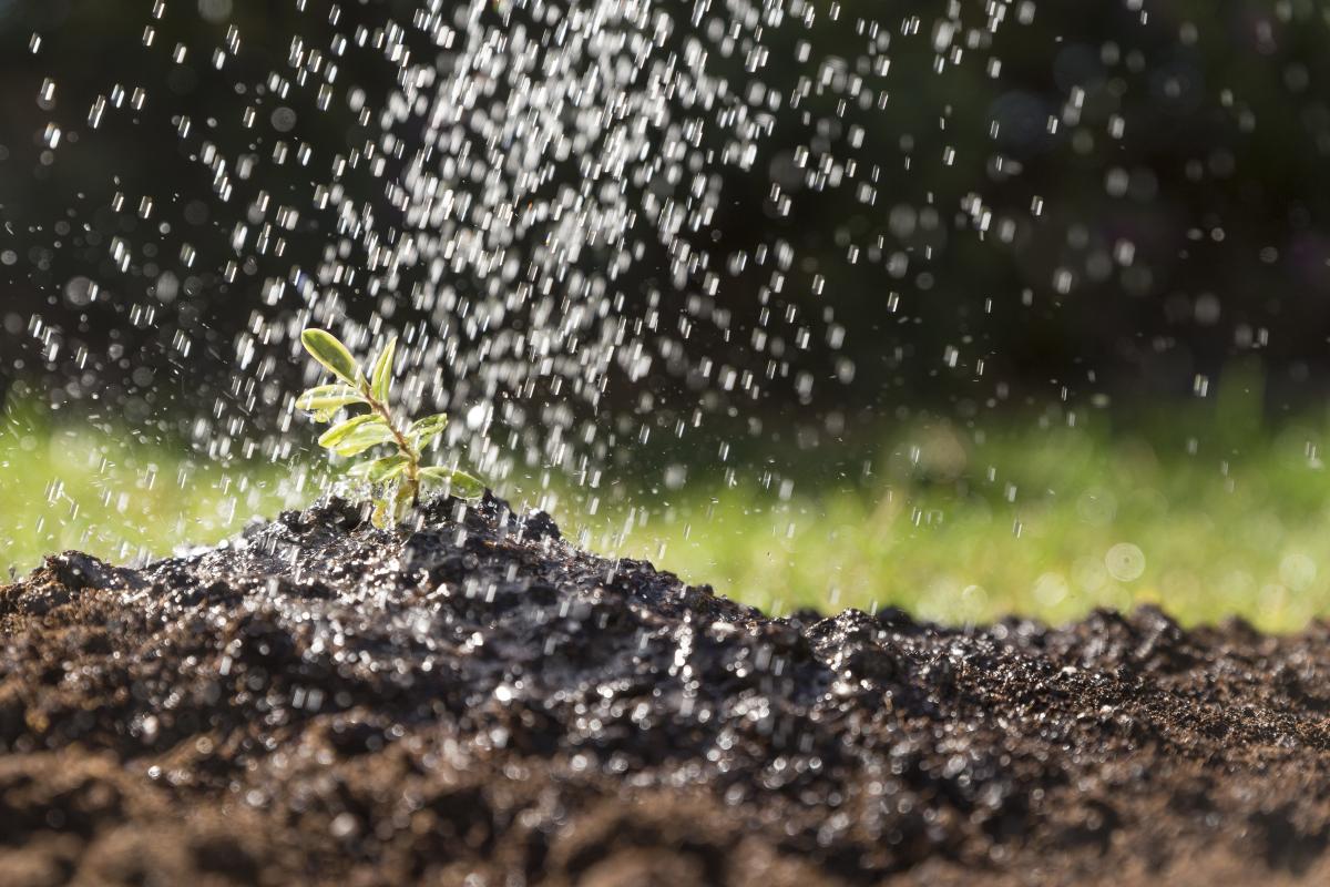 https://www.freepik.com/free-photo/water-falling-plant_1077709.htm#query=%D0%BE%D1%80%D0%BE%D1%88%D0%B5%D0%BD%D0%B8%D0%B5%20%D0%B7%D0%B5%D0%BC%D0%BB%D0%B8&position=0&from_view=search&track=ais