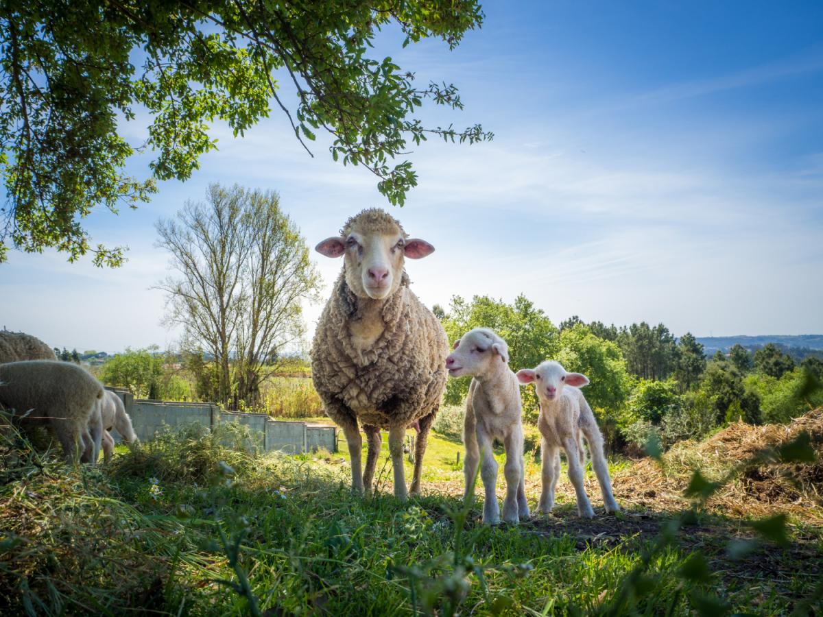 https://www.freepik.com/free-photo/veterinary-farm-walking-cowshed-checking-cows_26146290.htm#query=животноводство&position=32&from_view=search&track=ais
