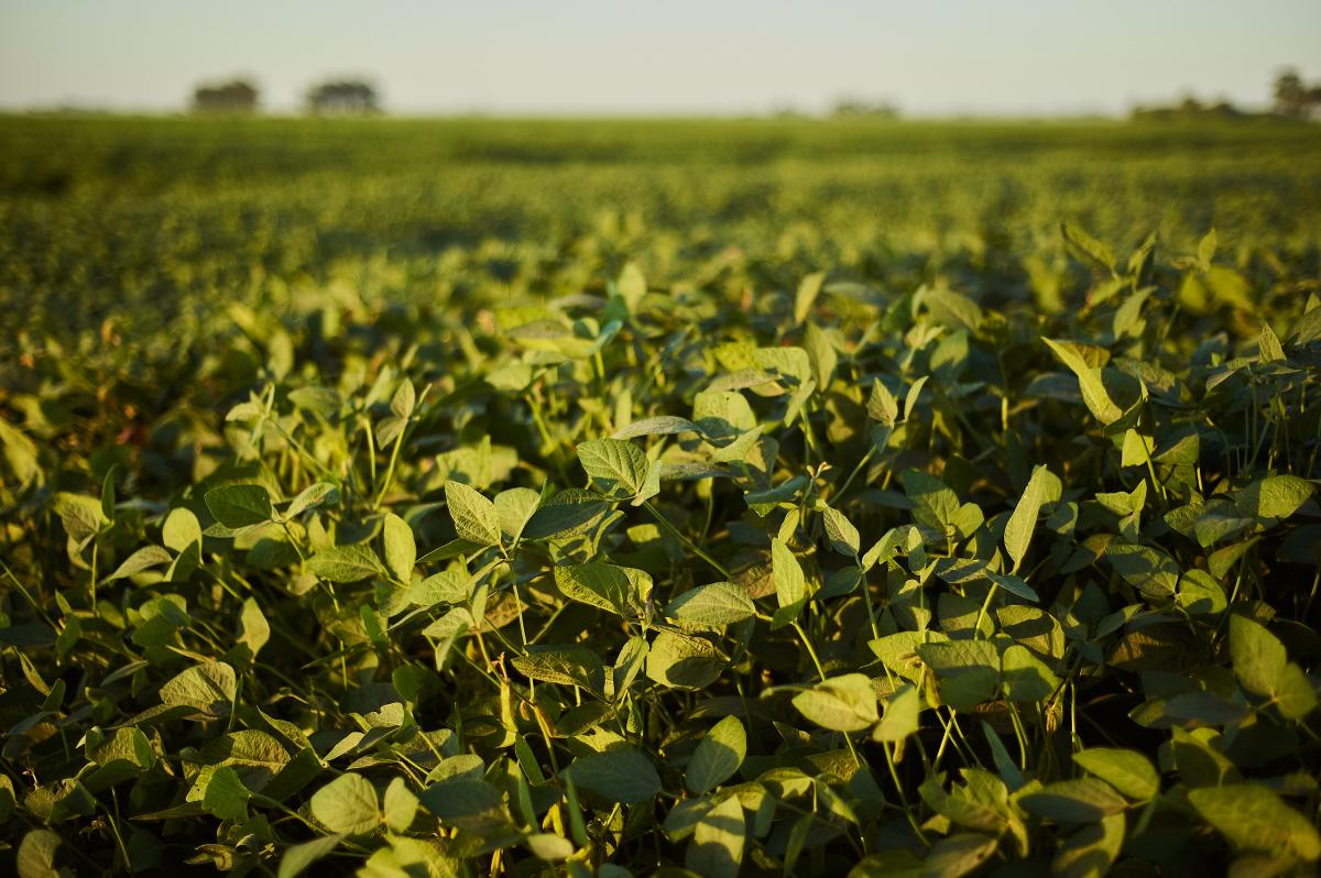 https://www.freepik.com/free-photo/selective-focus-shot-green-plant-field_11062964.htm#query=%D1%81%D0%BE%D1%8F%20%D0%BF%D0%BE%D0%BB%D0%B5&position=14&from_view=search&track=ais