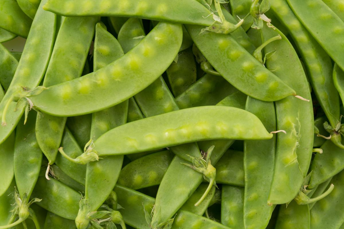 https://www.freepik.com/free-photo/green-bean_1133074.htm#page=2&query=%D0%B3%D0%BE%D1%80%D0%BE%D1%85%20%D0%B2%20%D0%BF%D0%BE%D0%BB%D0%B5&position=22&from_view=search&track=ais