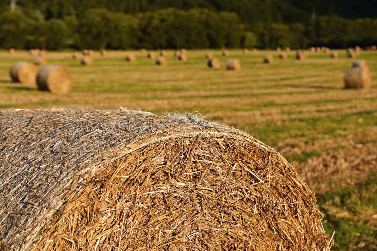 https://www.freepik.com/free-photo/beautiful-countryside-landscape-hay-bales-harvested-fields-czech-republic-europe-agricultura_2924540.htm#query=сенокос&position=4&from_view=search&track=ais