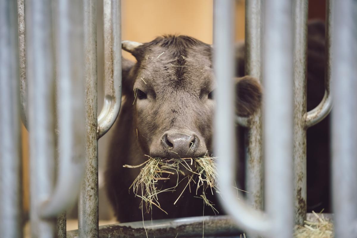https://ru.freepik.com/free-photo/calf-eating-hay-in-stable_10120005.htm#page=4&query=%D0%BC%D0%BE%D0%BB%D0%BE%D0%B4%D0%B0%D1%8F%20%D0%BA%D0%BE%D1%80%D0%BE%D0%B2%D0%B0&position=5&from_view=search&track=ais