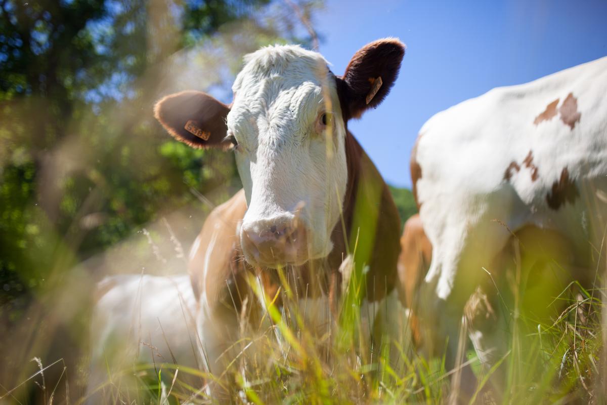 https://ru.freepik.com/free-photo/herd-of-cows-producing-milk-for-gruyere-cheese-in-france-in-the-spring_17245762.htm#query=%D1%81%D0%BA%D0%BE%D1%82&from_query=%D1%81%D0%BA%D0%BE%D1%82%D0%B8%D0%BD%D0%B0&position=0&from_view=search&track=sph