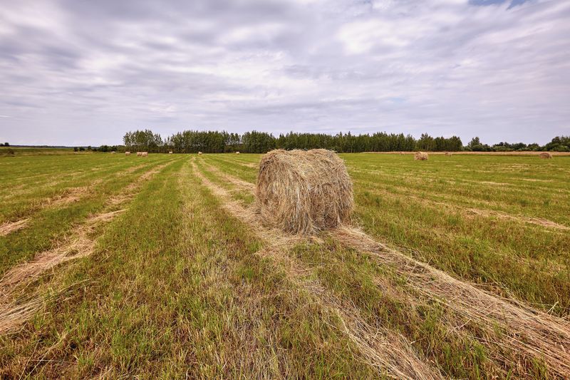 https://ru.freepik.com/free-photo/haystack-harvest-agriculture-field-landscape-agriculture-field-haystack-view-haystack-field-panorama_27212637.htm#query=%D1%81%D0%B5%D0%BD%D0%BE%D0%BA%D0%BE%D1%81%20%D0%B2%20%D0%BF%D0%BE%D0%BB%D0%B5&position=43&from_view=