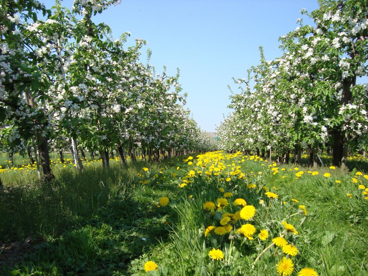 https://c.pxhere.com/photos/43/eb/apple_blossom_spring_apple_tree_meadow-1111001.jpg!d