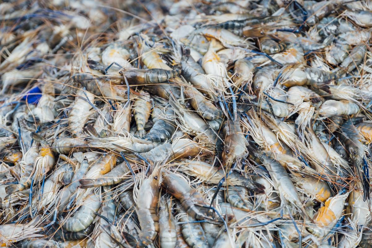 https://ru.freepik.com/free-photo/shrimp-in-market_4695511.htm#query=%D0%BA%D1%80%D0%B0%D0%B1%20%D1%8D%D0%BA%D1%81%D0%BF%D0%BE%D1%80%D1%82&position=9&from_view=search&track=ais