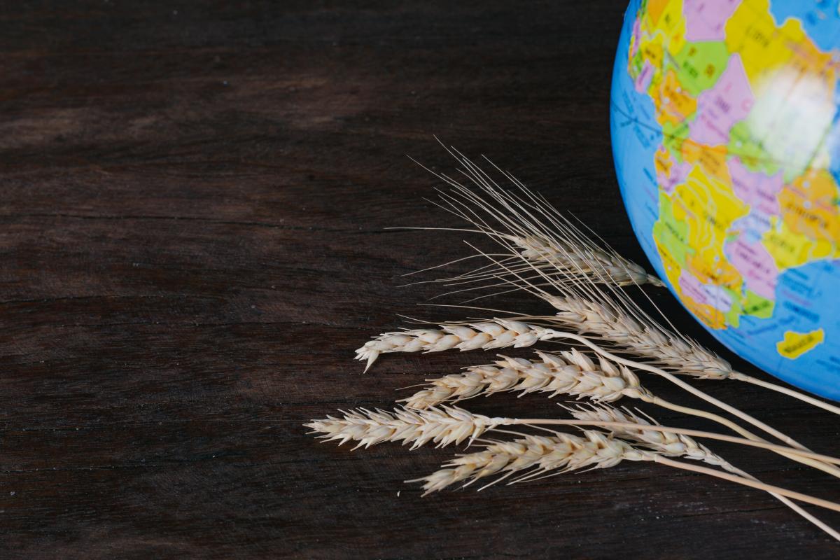 https://ru.freepik.com/free-photo/the-world-food-day-grains-of-rice-and-rice-grains-resting-on-brown-wooden-floors-and-simulated-globes-beside-each-other_5599903.htm#page=2&query=%D0%BF%D1%88%D0%B5%D0%BD%D0%B8%D1%86%D0%B0%20%D0%BD%D0%B5%D0%B3%D1%80&positi