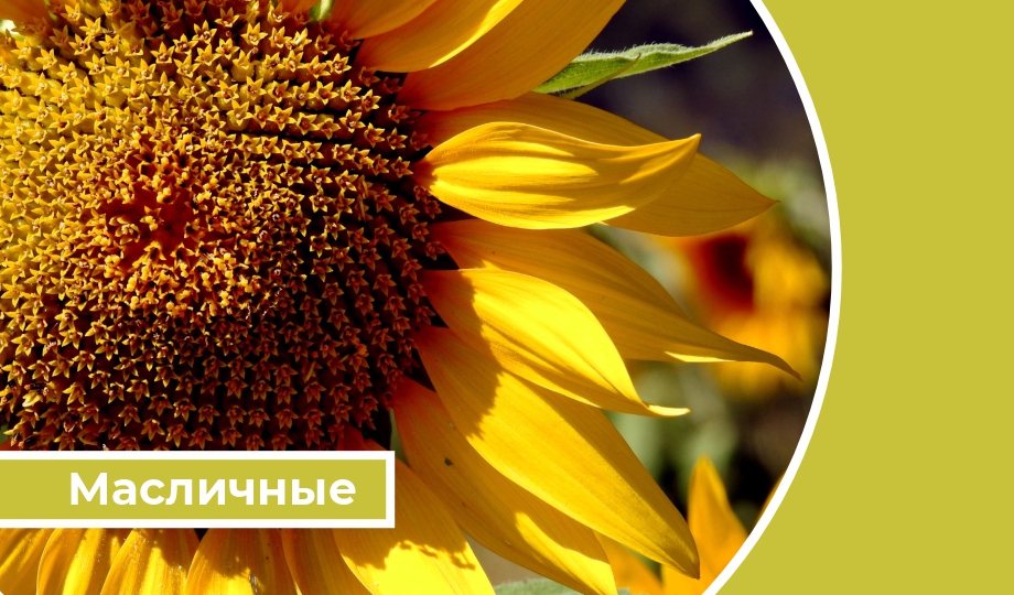 Дайджест «Масличные»: Производство растительного масла в РФ вырастет на 17%