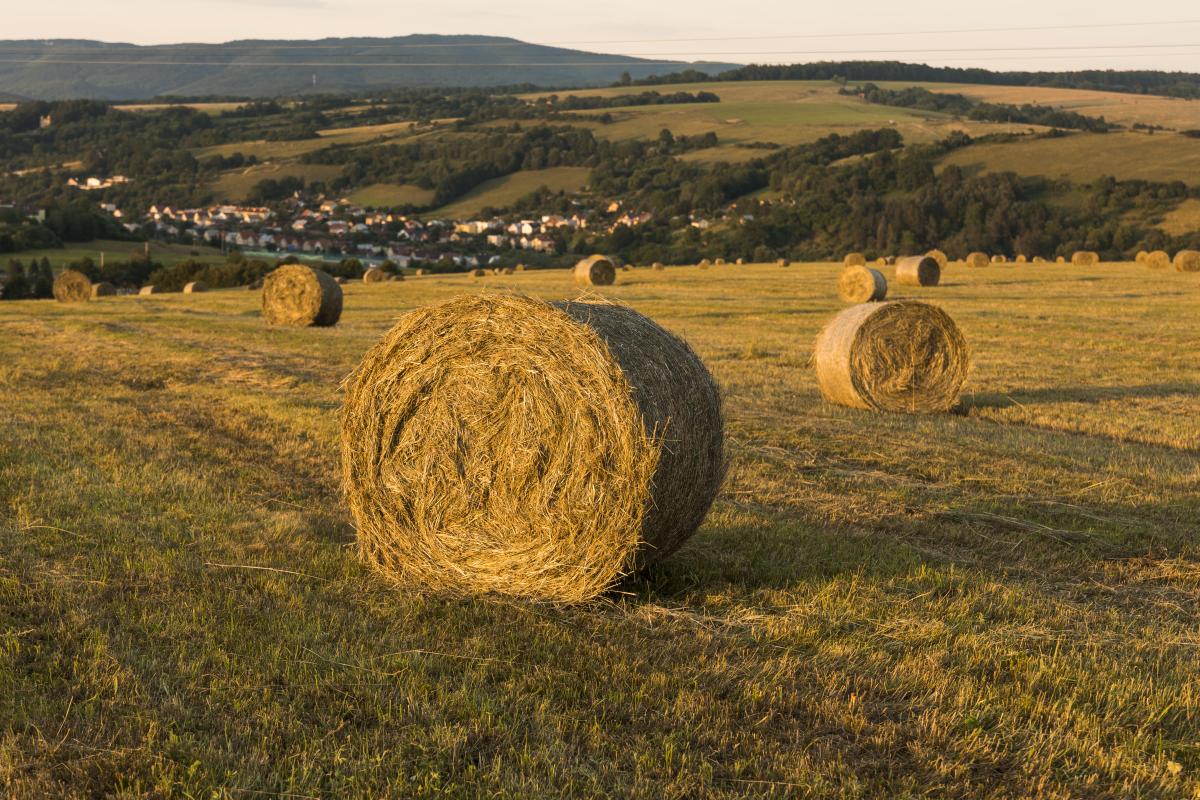 https://ru.freepik.com/free-photo/fall-season-landscape-with-rolls-of-hays_5272832.htm#page=2&query=%D1%81%D0%B5%D0%BD%D0%BE&position=33&from_view=search&track=sph