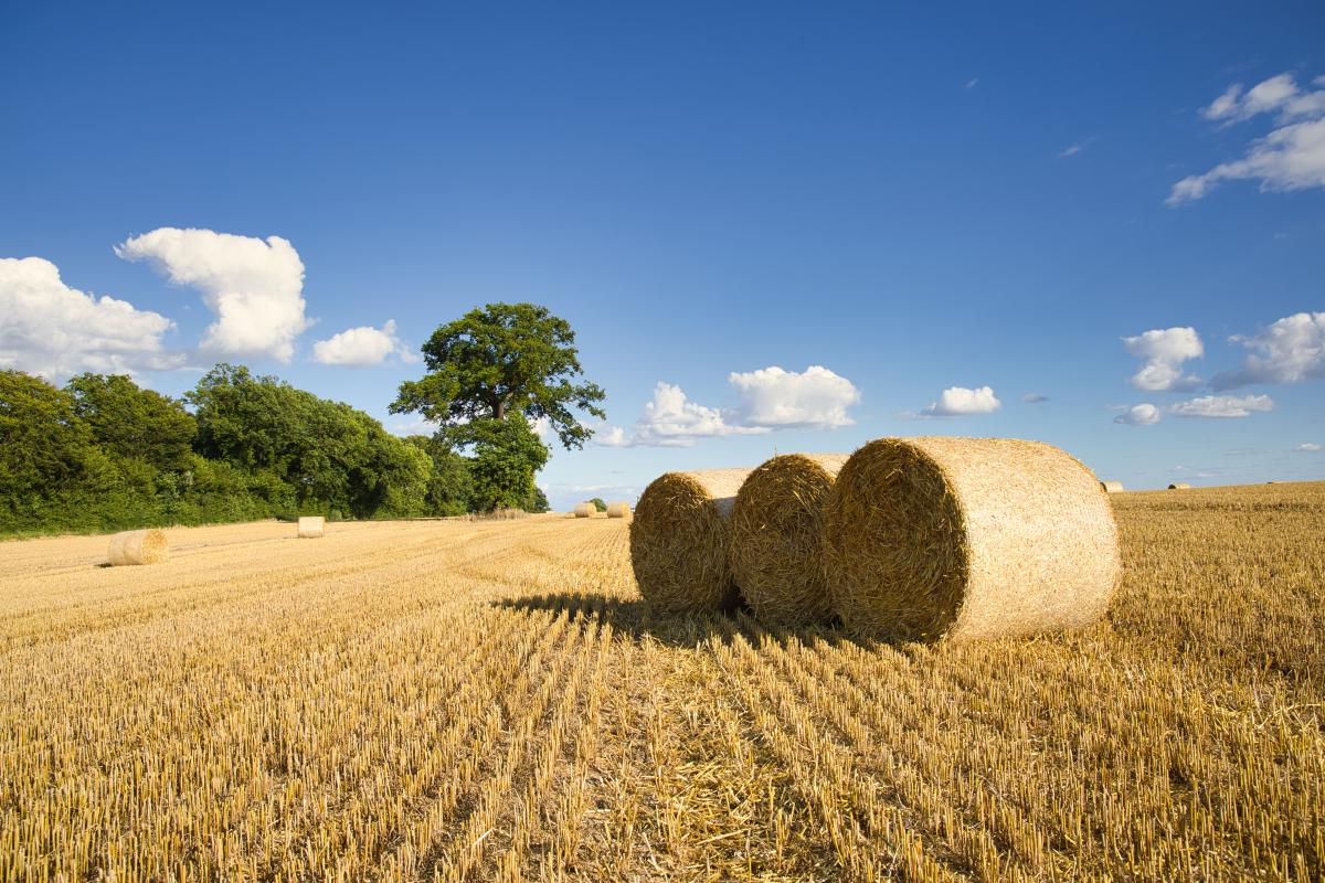 https://ru.freepik.com/free-photo/harvested-grain-field-captured-on-a-sunny-day-with-some-clouds_17244521.htm#query=%D1%81%D0%B5%D0%BD%D0%BE&position=2&from_view=search&track=sph