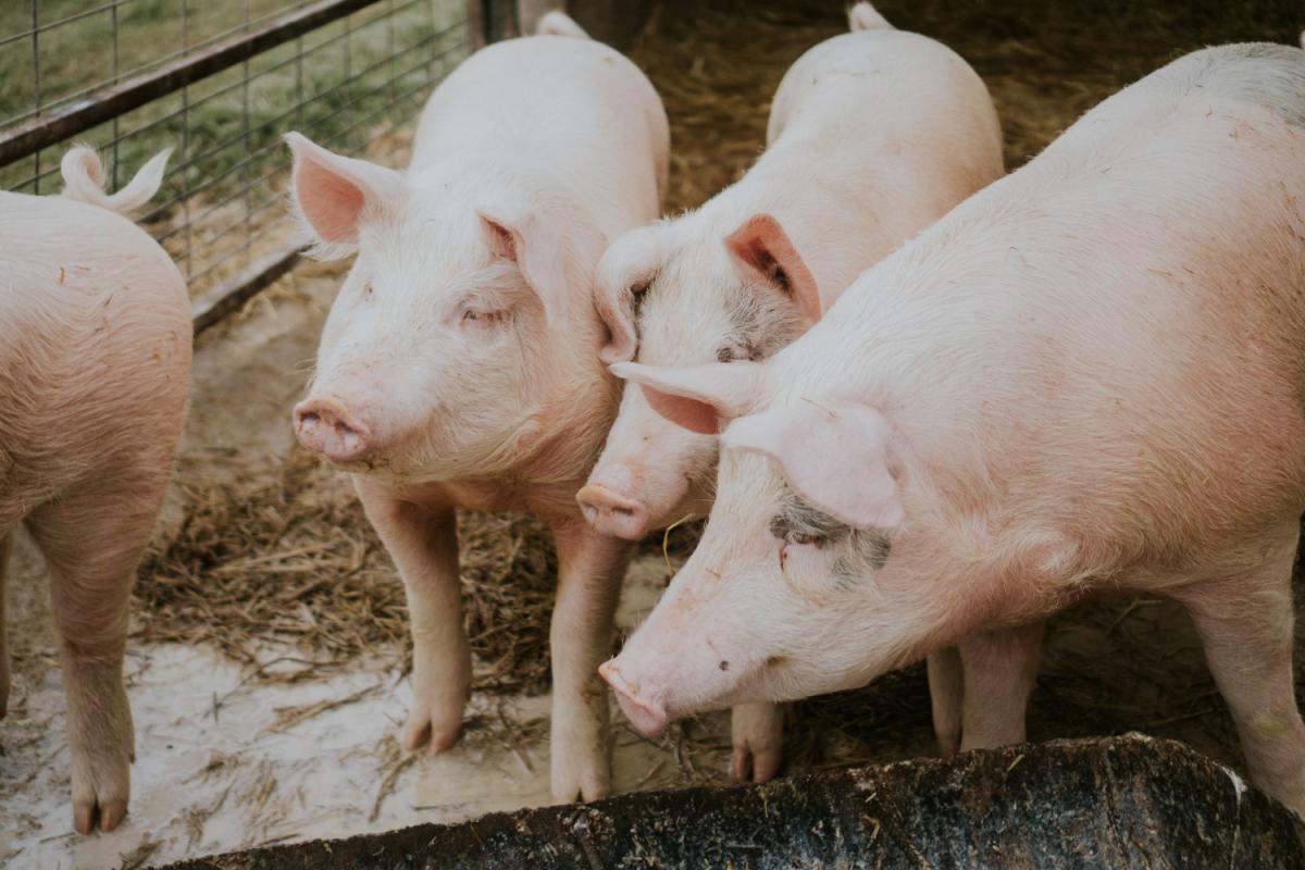 https://ru.freepik.com/free-photo/selective-closeup-shot-of-pink-pigs-in-a-barn_8281129.htm#query=%D1%81%D0%B2%D0%B8%D0%BD%D1%8C%D0%B8%20%D0%B2%20%D0%BF%D0%BE%D0%BB%D0%B5&position=1&from_view=search&track=country_rows_v1