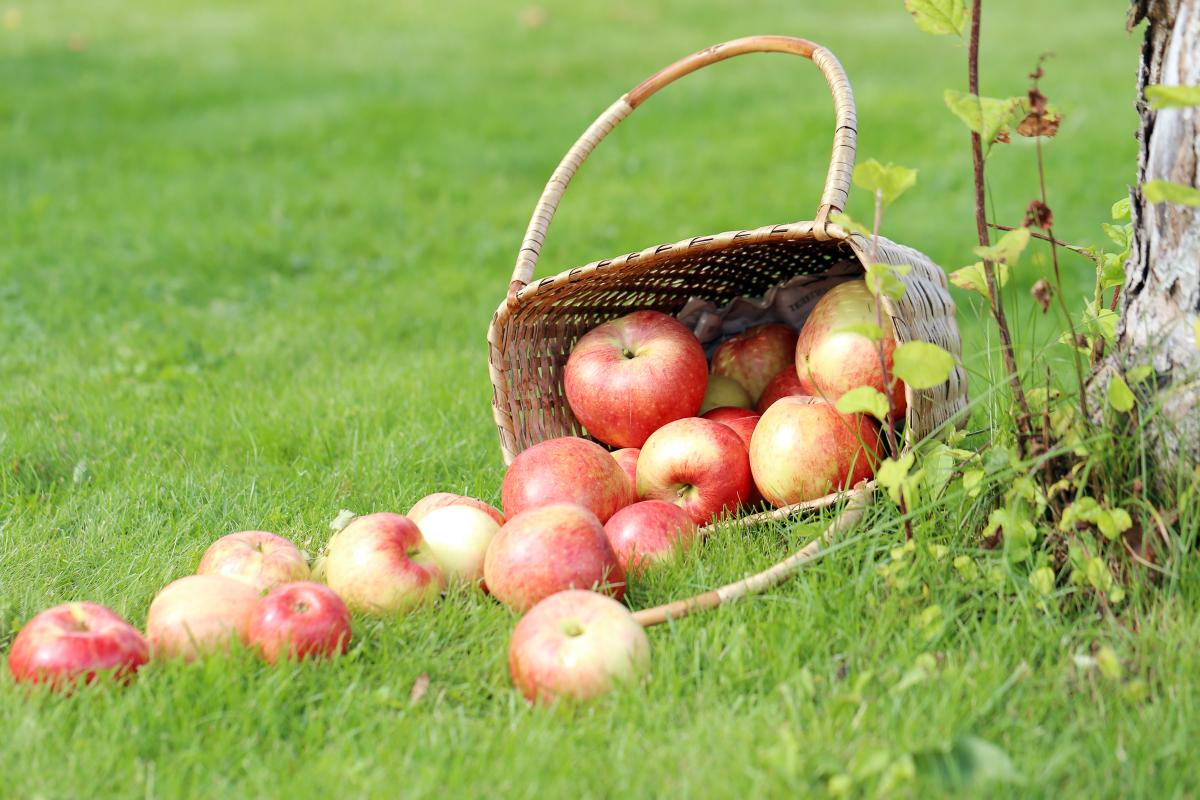 https://www.freepik.com/free-photo/apples-grass_5953946.htm#query=%D1%8F%D0%B1%D0%BB%D0%BE%D0%BD%D0%B5%D0%B2%D1%8B%D0%B9%20%D1%81%D0%B0%D0%B4&position=11&from_view=search&track=ais