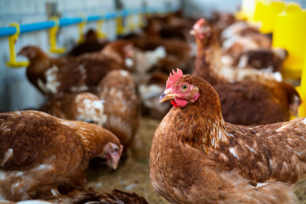 https://ru.freepik.com/free-photo/brown-hens-in-farm_13250705.htm#query=%D0%B6%D0%B8%D0%B2%D0%BE%D1%82%D0%BD%D0%BE%D0%B2%D0%BE%D0%B4%D1%81%D1%82%D0%B2%D0%BE&position=36&from_view=search&track=sph