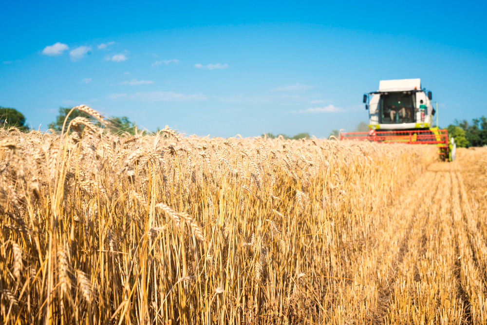 https://www.freepik.com/free-photo/combine-harvester-working-wheat-field_11133944.htm#query=%D1%83%D0%B1%D0%BE%D1%80%D0%BA%D0%B0%20%D1%83%D1%80%D0%BE%D0%B6%D0%B0%D1%8F&position=0&from_view=search&track=ais