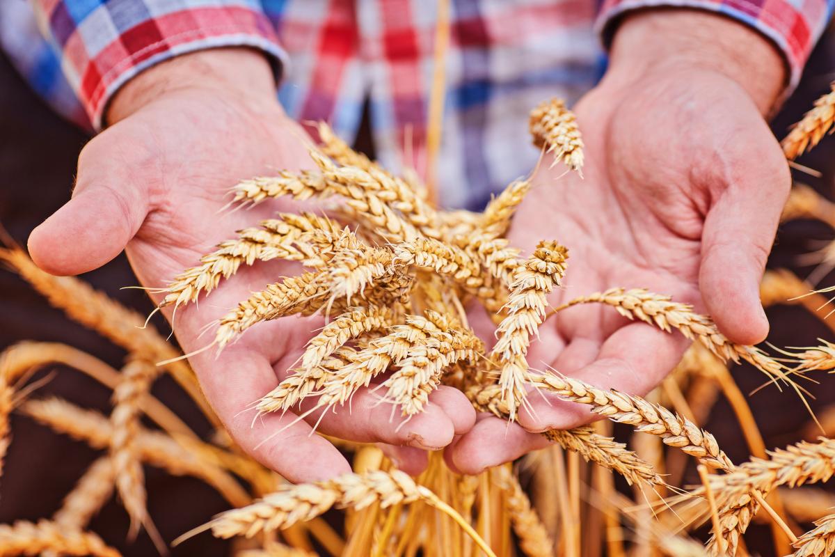 https://www.freepik.com/free-photo/male-hand-holding-golden-wheat-ear_29066456.htm#query=селекция%20зерновых&position=4&from_view=search&track=ais