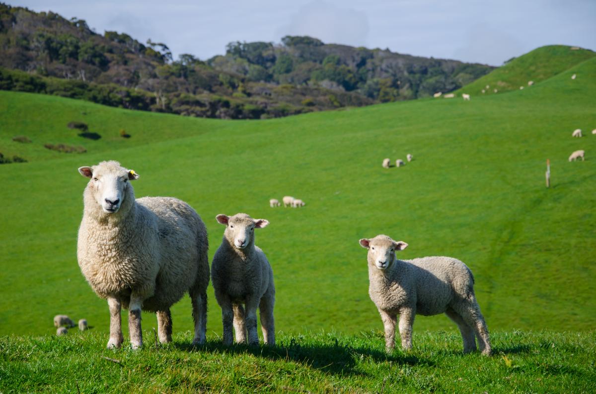 https://ru.freepik.com/free-photo/closeup-shot-of-sheep-in-a-grassland_16027056.htm#query=%D0%BE%D0%B2%D1%86%D1%8B&position=2&from_view=search&track=sph