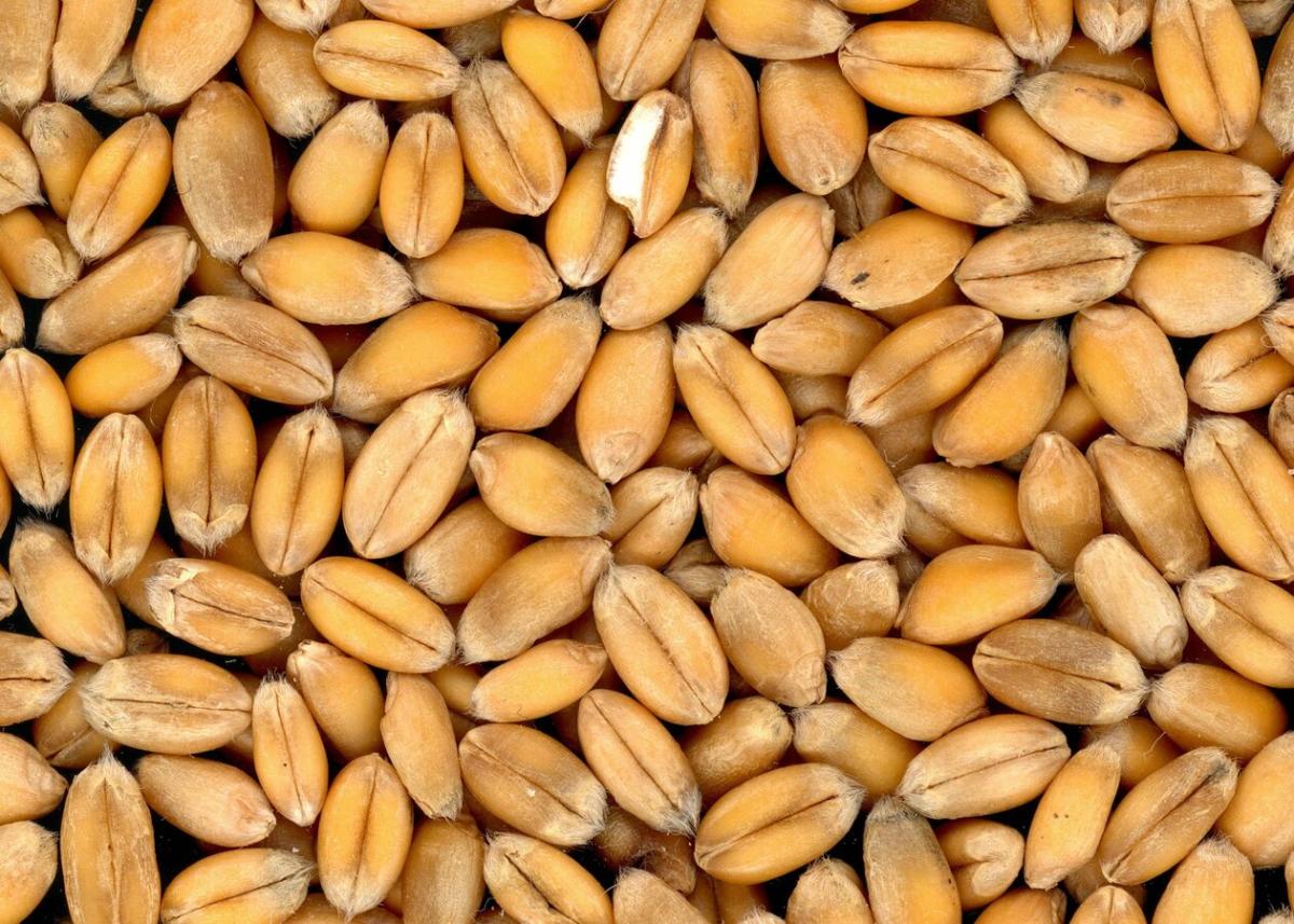 https://ru.freepik.com/free-photo/handful-wheat-grains-over-the-baked-fresh-bread_2976563.htm#query=зерновые&position=11&from_view=search&track=sph