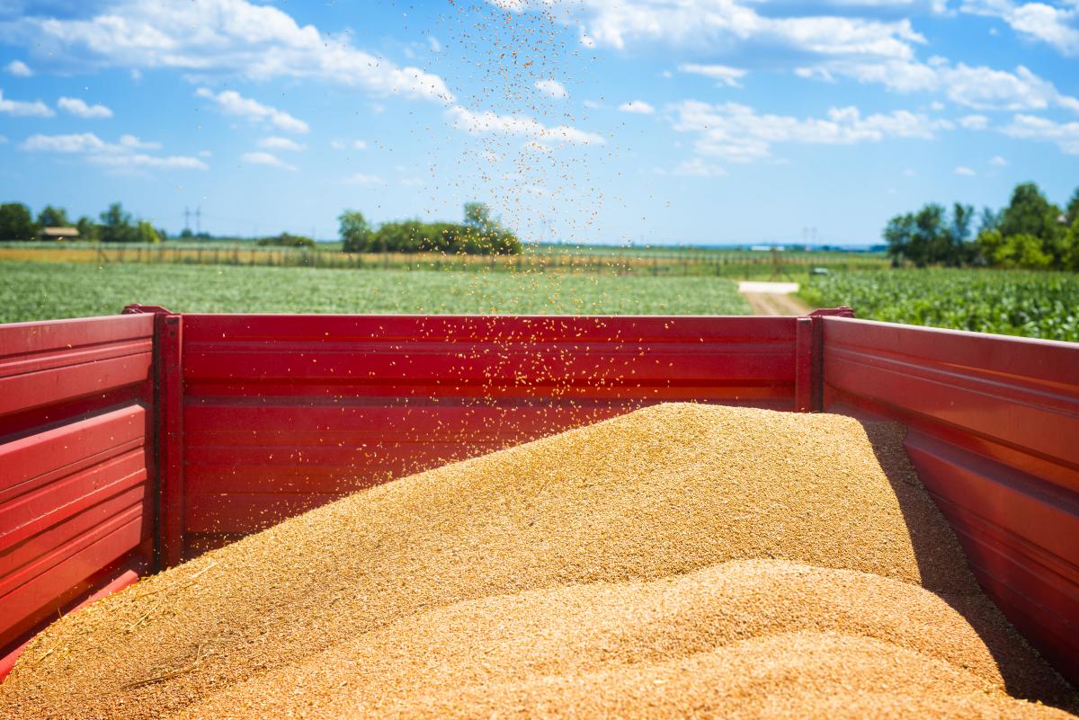 https://www.freepik.com/free-photo/tractor-trailer-full-wheat-seeds-field_11133935.htm#query=очистка%20зерна&position=4&from_view=search&track=ais