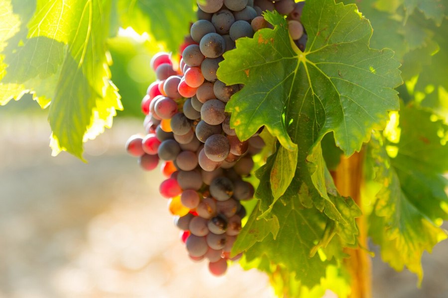 https://ru.freepik.com/free-photo/grapes-at-vineyards-plant-in-sunny-day_1631465.htm#query=виноград&position=9&from_view=search&track=sph