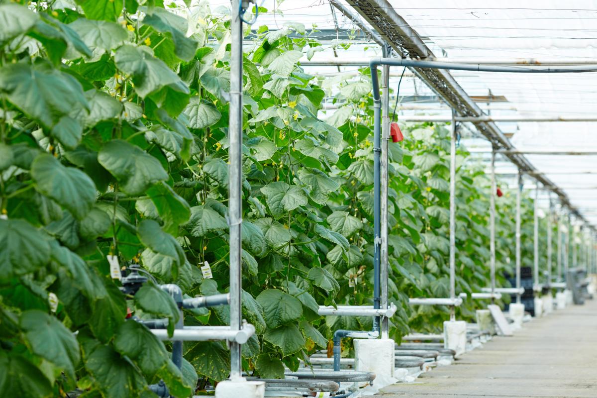 https://ru.freepik.com/free-photo/plantation-of-cucumbers_5400160.htm#query=тепличный%20комплекс&position=6&from_view=search&track=ais