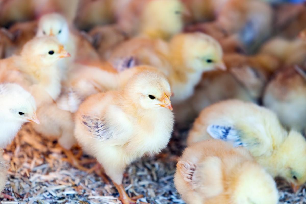 https://ru.freepik.com/free-photo/little-chicks-at-farm_1491261.htm#page=2&query=%D0%BA%D0%BE%D0%BC%D0%BF%D0%BB%D0%B5%D0%BA%D1%81%20%D0%BF%D0%BE%20%D0%B2%D1%8B%D1%80%D0%B0%D1%89%D0%B8%D0%B2%D0%B0%D0%BD%D0%B8%D1%8E%20%D0%B1%D1%80%D0%BE%D0%B9%D0%BB%D0%B5%D1