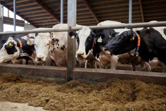 В Липецкой области растет производство продукции животноводства