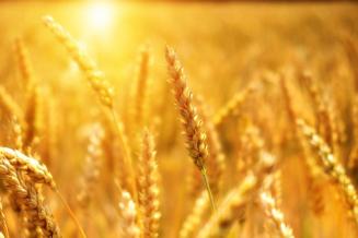 Экспорт продукции АПК из Новосибирской области превысил в 2019 г. 179 млн долл.