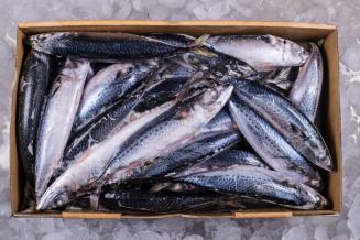 Россия возобновила экспорт рыбной продукции в Азербайджан