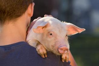 В 2019 г. орловские КФХ и ЛПХ произвели продукцию на 21,8 млрд руб.