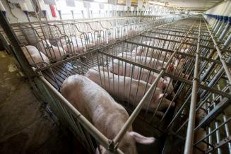 Производство продукции свиноводства увеличилось на 11,3%