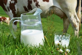В Карачаево-Черкесии в I квартале выросло производство продукции животноводства