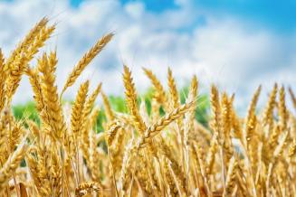 USDA: за счет роста урожайности до 28 ц/га сбор пшеницы в РФ достигнет 77 млн т