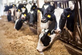 В Калининградской области поголовье КРС за год выросло на 16,2%