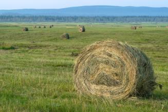 В Удмуртской Республике в разгаре заготовка кормов