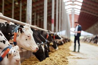 Хозяйства населения в Курганской области — основные производители продукции животноводства