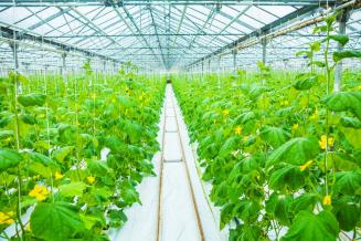 На 22,5% увеличилось производство овощей закрытого грунта