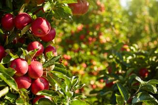 Производство плодово-ягодной продукции в Краснодарском крае за пять лет выросло на 53%