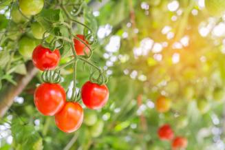 Самообеспеченность Колымы овощами может достигнуть 70%
